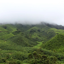 Fog, green ones, The Hills