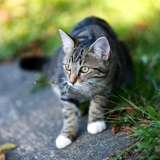 dun, The look, grass, cat