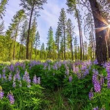viewes, forest, lupine, rays of the Sun, car in the meadow, trees