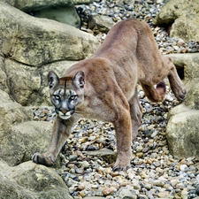 rocks, cougar, The look