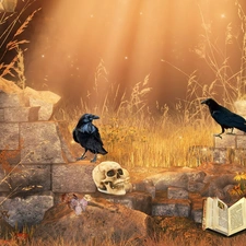book, Ravens, Flowers, skull, graphics, the walls, Plants