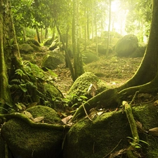 The clear, sun, roots, Stones, branches