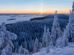 Lieksa, Finland, winter, Lake Pielinen, The Hills, Great Sunsets, Spruces, National Park of Koli, North Karelia, Snowy, forest