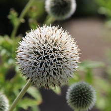 Echinops, White, Colourfull Flowers