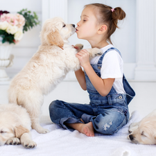 puppies, Golden Retrievery, Three, Dogs, girl