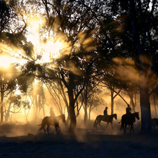 trees, light breaking through sky, bloodstock, viewes