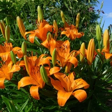 flowerbed, Flowers, tiger Lilies