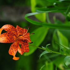 Tiger lily