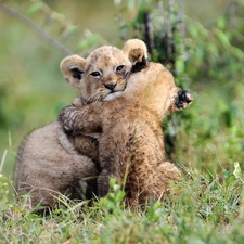 tigers, grass, wild, puss, young