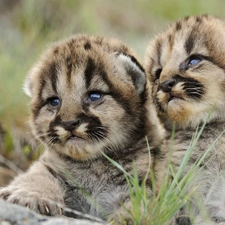 Puma, young, Kittens