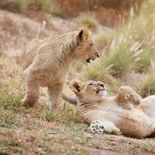 play, Two cars, tigers