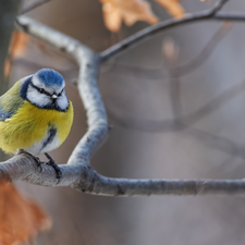 Bird, Tit Ordinary, Twigs, tit