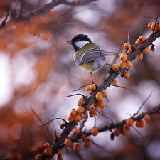 Twigs, tit, Great Tit