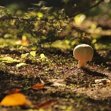 mushroom, toadstool
