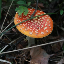 toadstool, autumn, Mushrooms