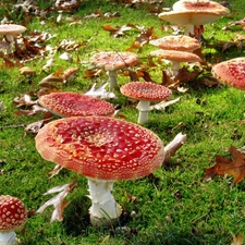 Red, toadstools