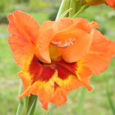 gladiolus, Two-tone