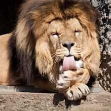 Lion, Tounge