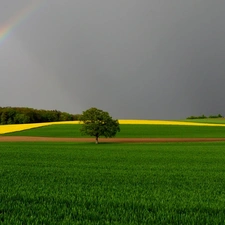 field, trees, tower, Great Rainbows