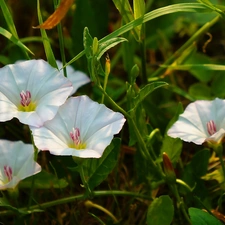 Meadow, Flowers, bindweed