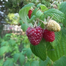 garden, treats