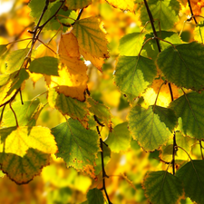 birch-tree, Autumn, Leaf, Twigs