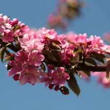 Fruit Tree, Flowers, Pink, twig