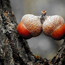 Acorns, trees