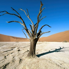 Desert, Africa, trees, Ascension, dry, Areas