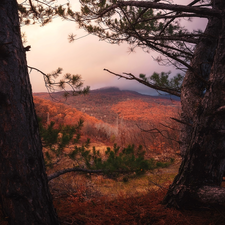 pine, The Hills, trees, viewes, autumn
