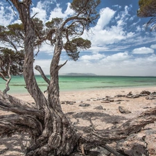 trees, sea, Beaches