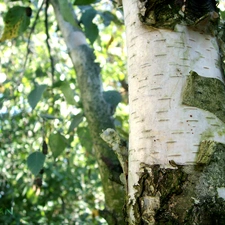 cork, birch-tree, trees