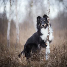 trees, dog, birch, grass, viewes, shetland Sheepdog