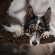 branch, Border Collie, trees