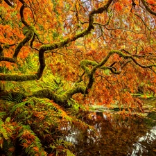 viewes, Pond - car, autumn, Leaf, Japanese Maple, trees