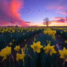 birds, Field, clouds, Key, Jonquil, Great Sunsets, trees