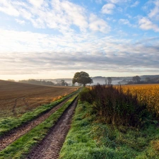 country, Way, trees, field