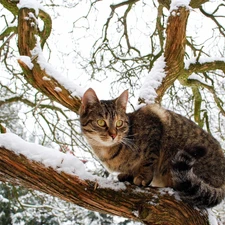 dun, winter, trees, cat