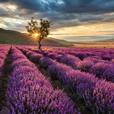 Field, lavender, trees, Przebijaj?ce, luminosity, The Hills, sun, flash, ligh