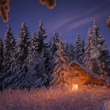 viewes, snow, Floodlit, trees, winter, Spruces, house