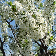 trees, Spring, flourishing