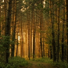 viewes, forest, Way, light breaking through sky, forest, trees