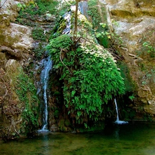 trees, green, waterfall, roots, small