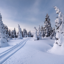 viewes, snow, Hill, trees, winter, Spruces, traces