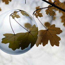 trees, dry, Leaf