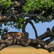 Leopards, trees