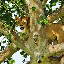 Lioness, trees