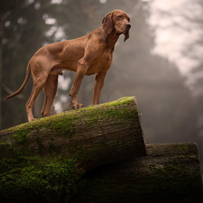 Logs, forest, Hungarian Shorthaired Pointer, trees, dog