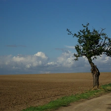 lonely, trees