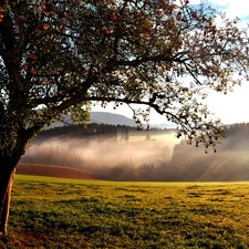 Meadow, Fog, trees, Path